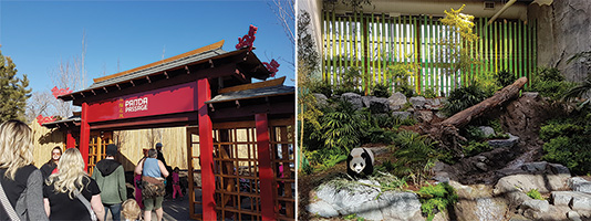 It S Pandamonium As Rjc S Panda Passage Exhibit Officially Opens At The Calgary Zoo Rjc Engineers